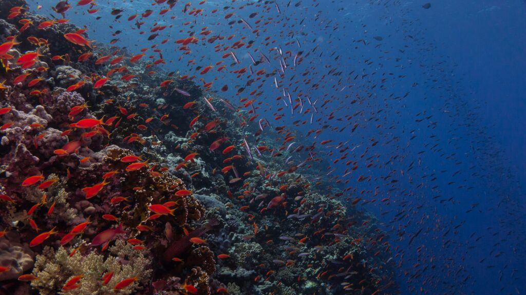 Een steile wand vol vuurkoraal en honderden rode anthias, die wegzakt in het donkerblauw
