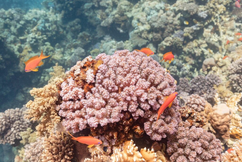 Oranje anthiasvrouwtjes met gele vinnen en een paarse streep onder het oog zwemmen rond een roze koraalblok