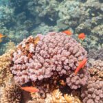 Oranje anthiasvrouwtjes met gele vinnen en een paarse streep onder het oog zwemmen rond een roze koraalblok