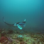 Een manta draait boven een rif, met één vleugel omhoog en open bek, in blauwgroen water, bij Manta Bay op Nusa Penida