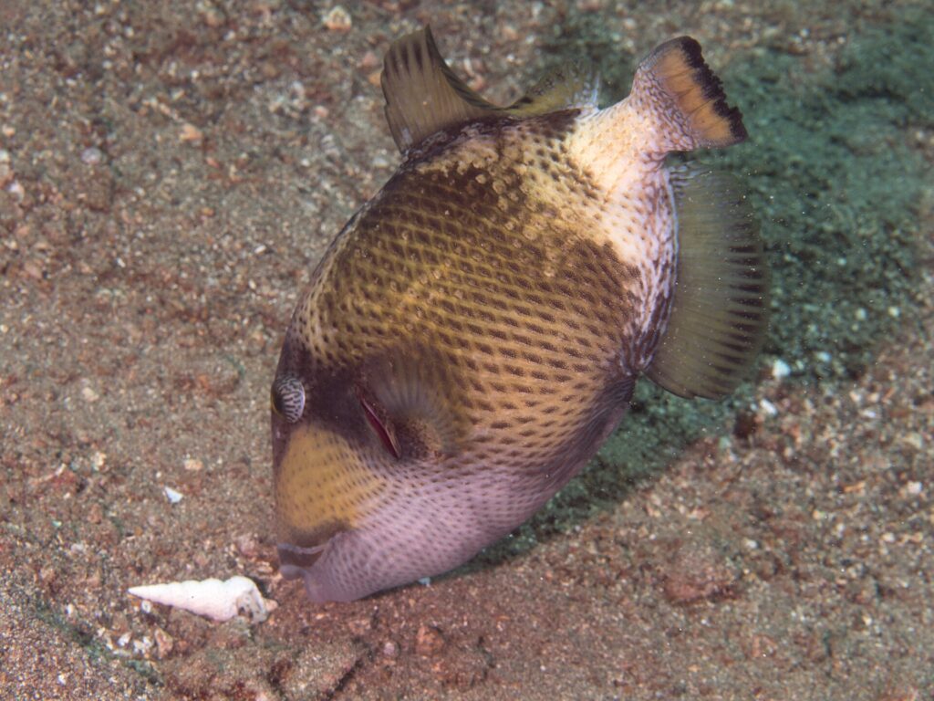 Een jonge titantrekkervis met zijn neus tegen het zand naast een schelp, het beige lijf met donkere vlekken in een netpatroon, een bruin masker over het oog en een lichtroze wang