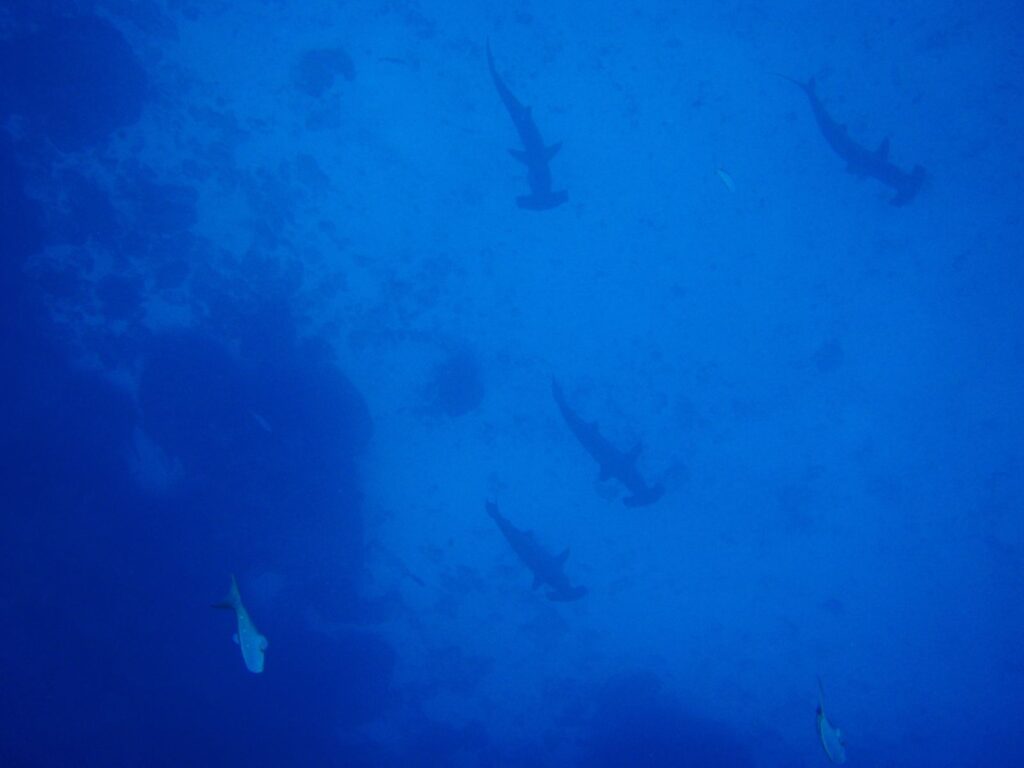 Vijf geschulpte hamerhaaien, van bovenaf gezien, dalen in een losse rij langs een donkere rotswand af, als silhouet in egaal blauw water, met twee andere vissen onderaan het beeld.