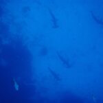 Vijf geschulpte hamerhaaien, van bovenaf gezien, dalen in een losse rij langs een donkere rotswand af, als silhouet in egaal blauw water, met twee andere vissen onderaan het beeld.