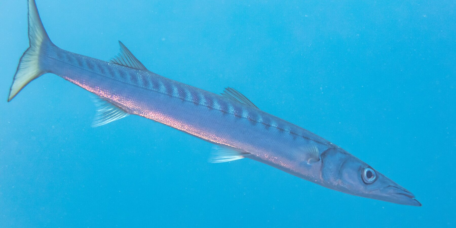 Een geelbekbarracuda zwemt schuin in het open blauw, de kop rechtsonder: lang en spoelvormig lijf, kegelvormige en spitse snuit met vooruitstekende onderkaak, twee ver uit elkaar staande rugvinnen, talrijke donkere banden op de bovenflanken en een geelachtige gevorkte staart.