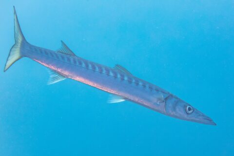 Een geelbekbarracuda zwemt schuin in het open blauw, de kop rechtsonder: lang en spoelvormig lijf, kegelvormige en spitse snuit met vooruitstekende onderkaak, twee ver uit elkaar staande rugvinnen, talrijke donkere banden op de bovenflanken en een geelachtige gevorkte staart.