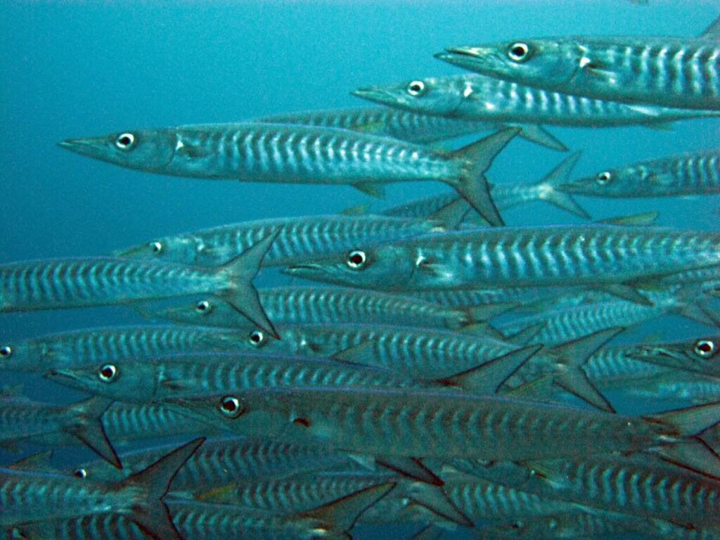 Een dichte school zilveren barracuda's met donkere chevrons op de flanken, die naar links zwemmen en het beeld vullen tegen blauw water.