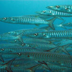 Een dichte school zilveren barracuda's met donkere chevrons op de flanken, die naar links zwemmen en het beeld vullen tegen blauw water.