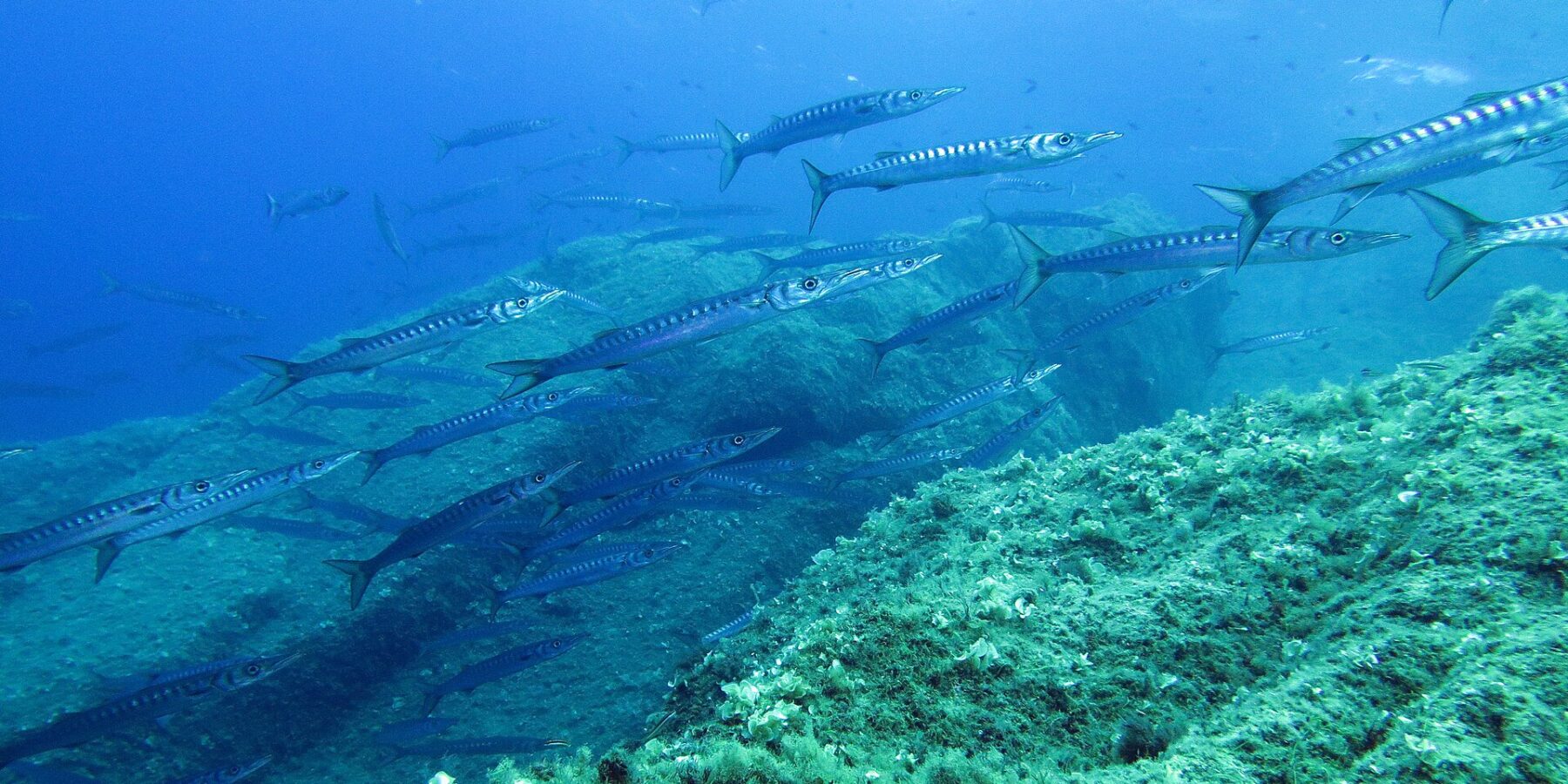 Een dichte school zilveren barracuda's met donkere banden zwemt van links naar rechts boven een rotshelling vol groene algen, in blauw water dat van boven verlicht wordt.