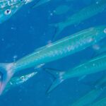 Een chevronbarracuda met een zilverblauw lijf en V-vormige banden op de flanken schiet diagonaal naar rechts door zijn school, in blauw water vol zwevende deeltjes