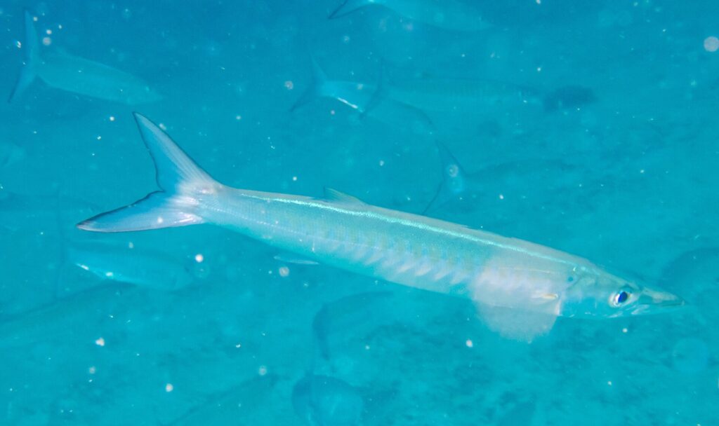 Een bleke, zilveren chevronbarracuda zwemt van opzij gezien naar rechts in melkachtig turquoise water vol deeltjes, met vage silhouetten van de school erachter