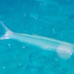Een bleke, zilveren chevronbarracuda zwemt van opzij gezien naar rechts in melkachtig turquoise water vol deeltjes, met vage silhouetten van de school erachter