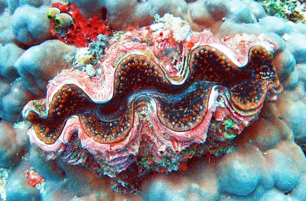 Een reuzenschelp met een golvende mantel in roze, bruin en blauw, omzoomd met oranje stippen, ingebed in een grijsblauw massief koraal, met een rode spons en groene zakpijpen