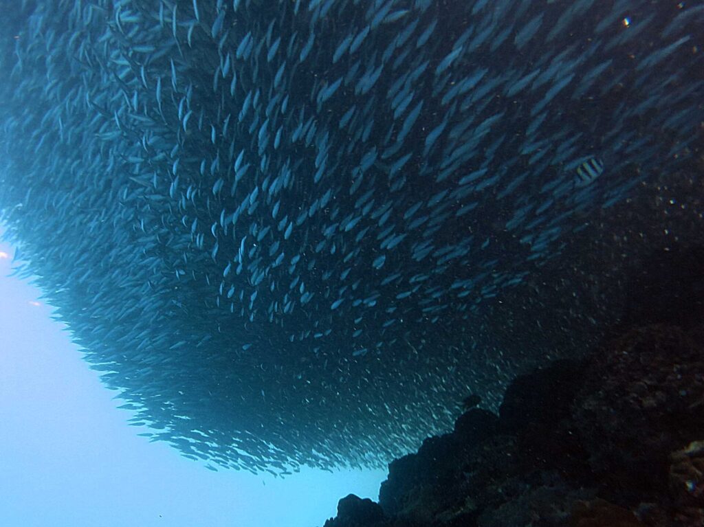 Van onderen gezien een school sardines, samengetrokken tot een compacte massa boven het donkere rif, met een gestreepte sergeant-majoor rechts en lichtblauw open water linksonder.