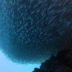 Van onderen gezien een school sardines, samengetrokken tot een compacte massa boven het donkere rif, met een gestreepte sergeant-majoor rechts en lichtblauw open water linksonder.