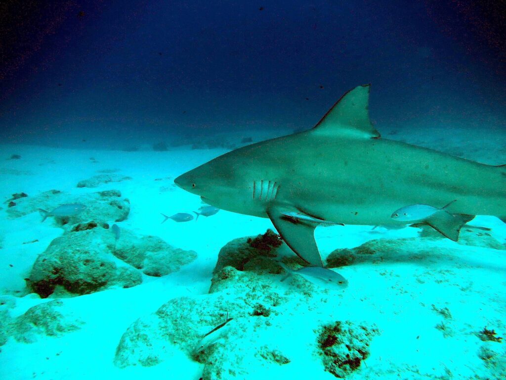 Een stierhaai van opzij glijdt naar links vlak boven een witte zandbodem met verspreide rotsen, met een remora onder de borstvin en enkele zilveren vissen om zich heen, in donkerblauw water.