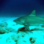 Een stierhaai van opzij glijdt naar links vlak boven een witte zandbodem met verspreide rotsen, met een remora onder de borstvin en enkele zilveren vissen om zich heen, in donkerblauw water.