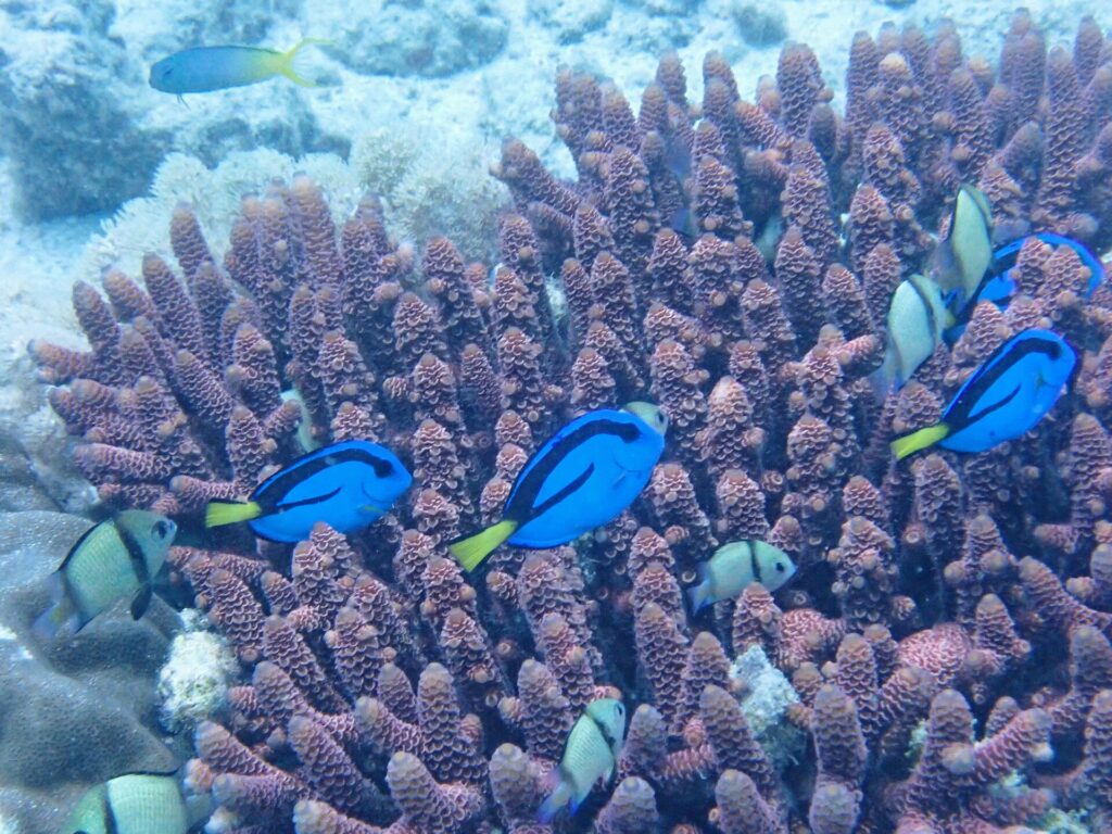 Vier felblauwe paletdoktersvissen met zwarte tekening en een gele staart zwemmen tussen de paarse vingers van een vertakt koraal, tussen grijze koraaljuffers met zwarte banden, voor een lichte zandbodem