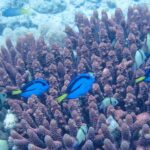 Vier felblauwe paletdoktersvissen met zwarte tekening en een gele staart zwemmen tussen de paarse vingers van een vertakt koraal, tussen grijze koraaljuffers met zwarte banden, voor een lichte zandbodem