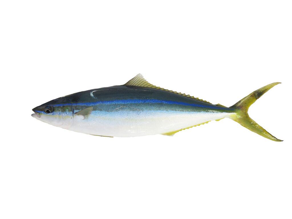 Een hele regenboogstekelmakreel op een witte achtergrond, van opzij: donker blauwgroene rug, felblauwe lijn op de flank, witte buik, lange en lage rug- en aarsvin, gevorkte geelgroene staart