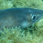 Een kongeraal die uitgestrekt op een bodem met algen ligt, de kop naar rechts: gladde, blauwgrijze huid zonder schubben, groot oog met een zilveren ring, kegelvormige kop waarvan de bovenkaak verder reikt dan de onderkaak, een paar witte puntjes langs de flank.