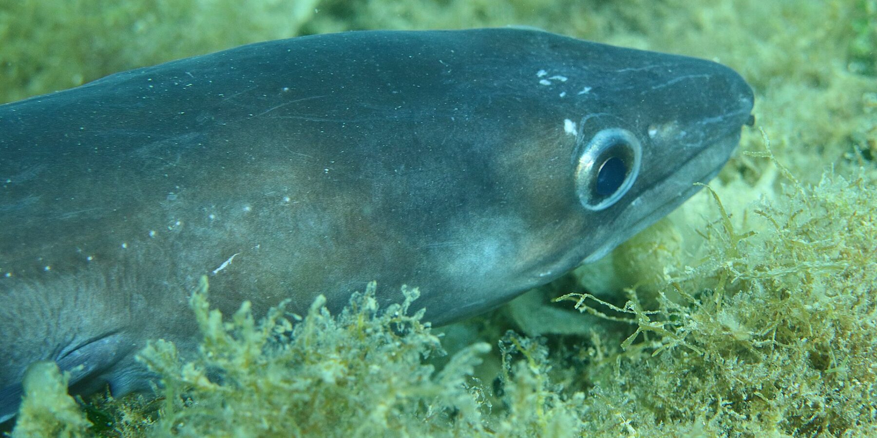 Een kongeraal die uitgestrekt op een bodem met algen ligt, de kop naar rechts: gladde, blauwgrijze huid zonder schubben, groot oog met een zilveren ring, kegelvormige kop waarvan de bovenkaak verder reikt dan de onderkaak, een paar witte puntjes langs de flank.