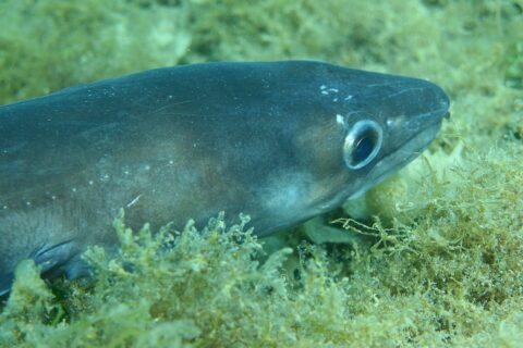 Een kongeraal die uitgestrekt op een bodem met algen ligt, de kop naar rechts: gladde, blauwgrijze huid zonder schubben, groot oog met een zilveren ring, kegelvormige kop waarvan de bovenkaak verder reikt dan de onderkaak, een paar witte puntjes langs de flank.