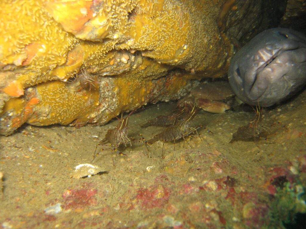 In een wrak steekt de grote grijze kop van een kongeraal, van voren gezien, rechts uit een gat, met dikke lippen en gesloten bek; voor hem lopen een paar bruingestreepte garnalen over het sediment en zit een krab in de schaduw.