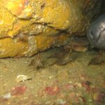 In een wrak steekt de grote grijze kop van een kongeraal, van voren gezien, rechts uit een gat, met dikke lippen en gesloten bek; voor hem lopen een paar bruingestreepte garnalen over het sediment en zit een krab in de schaduw.