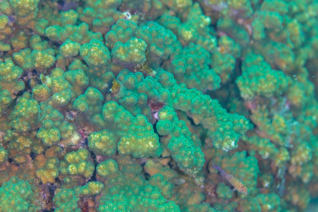 Close-up van takken Pocillopora-koraal, groen en bruin, met dicht opeengepakte poliepen, op het rif van Cabo Pulmo