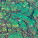 Close-up van takken Pocillopora-koraal, groen en bruin, met dicht opeengepakte poliepen, op het rif van Cabo Pulmo