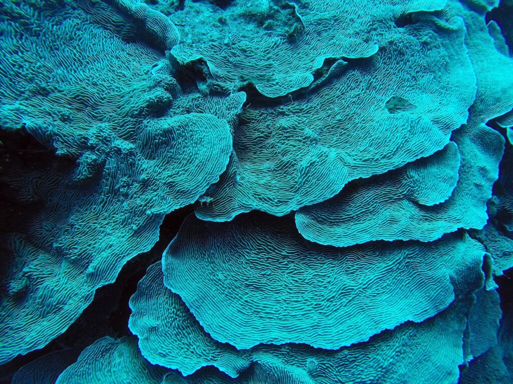 Turquoise bladkoraal, opgestapeld als bloembladen, in close-up