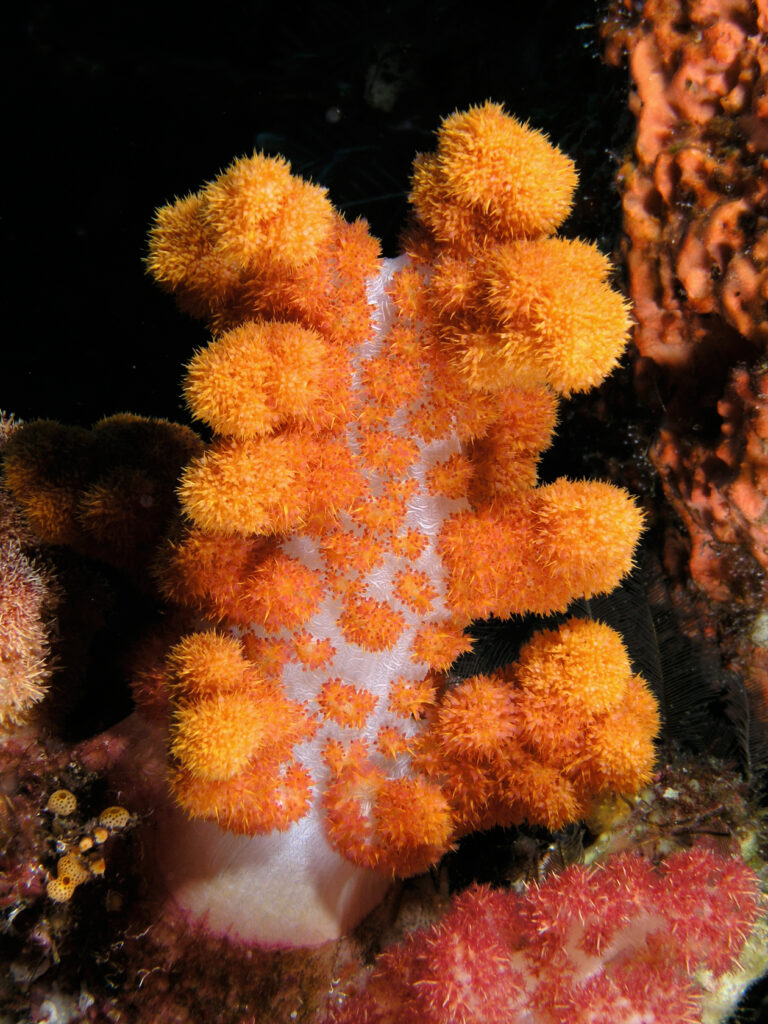 Een oranje zacht koraal met een witte doorschijnende stam, vol bosjes poliepen en met flitslicht belicht tegen een zwarte achtergrond, tussen een oranje spons en een roze zacht koraal.