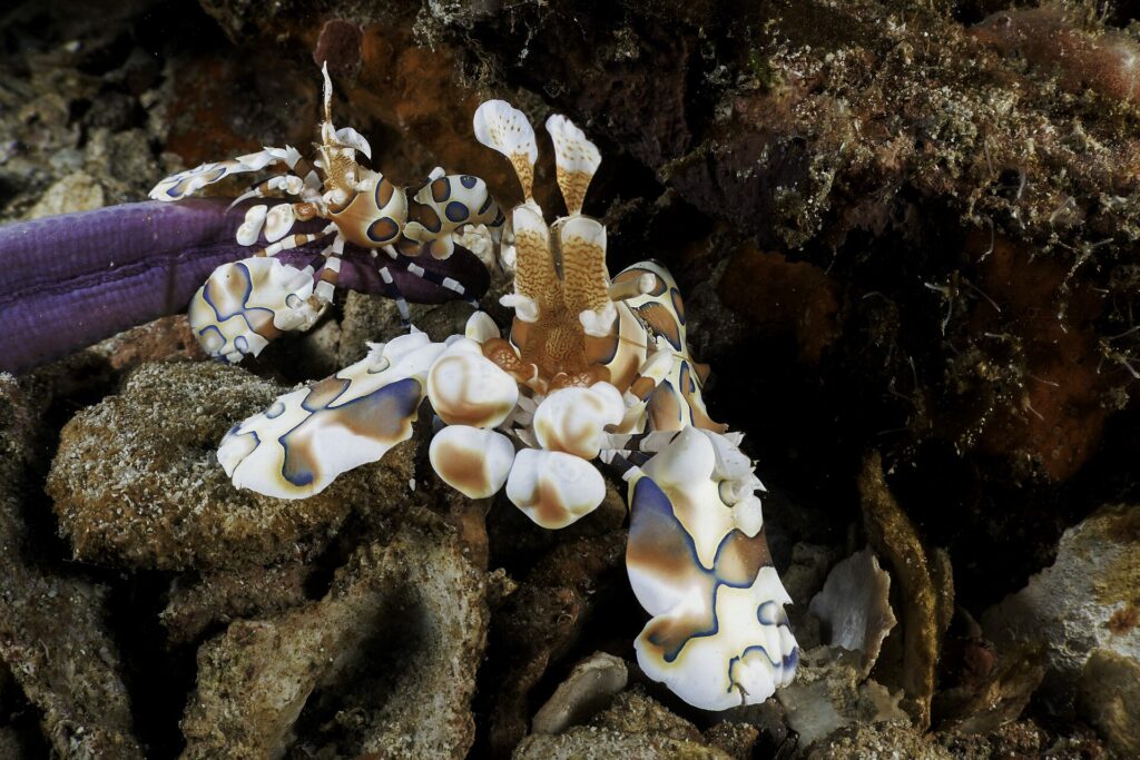 Twee witte harlekijngarnalen met bruine en blauwe vlekken op de arm van een paarse zeester, tussen koraalpuin