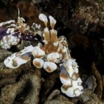 Twee witte harlekijngarnalen met bruine en blauwe vlekken op de arm van een paarse zeester, tussen koraalpuin