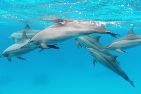 Een groep van zes langsnuitdolfijnen zwemt onder het oppervlak in turquoise water, in de Rode Zee