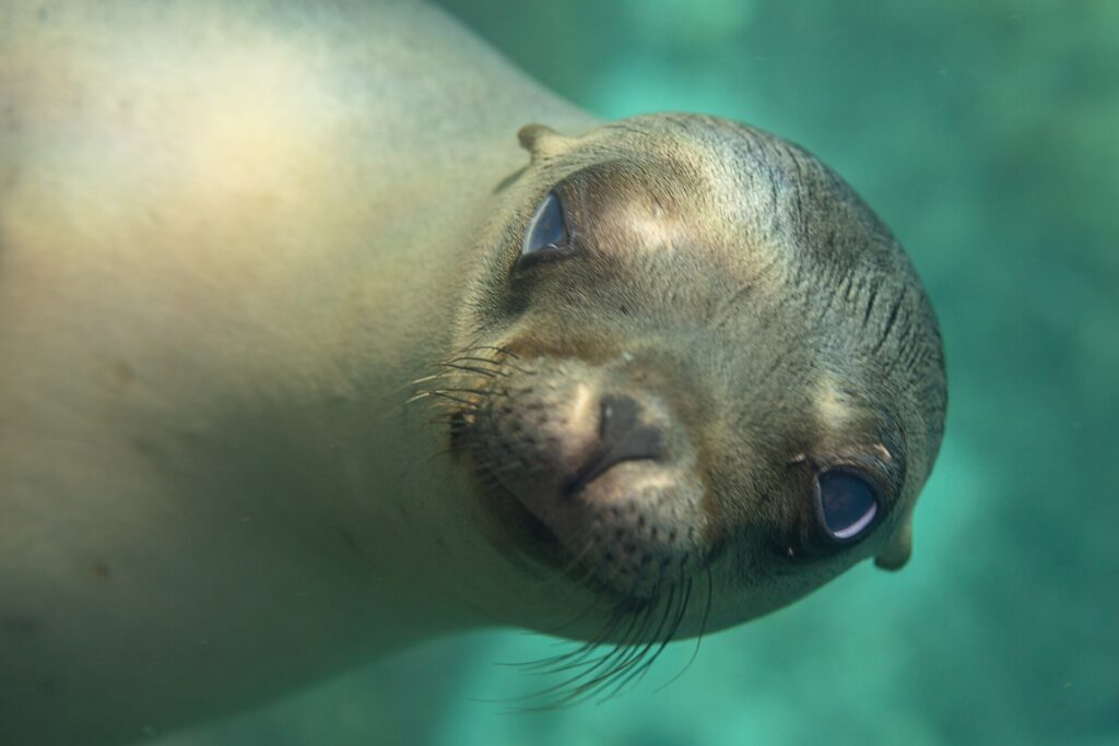 Close-up van de kop van een jonge Californische zeeleeuw die in de lens kijkt, met de snuit naar voren en lichte snorharen, in turquoise water