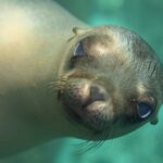 Close-up van de kop van een jonge Californische zeeleeuw die in de lens kijkt, met de snuit naar voren en lichte snorharen, in turquoise water