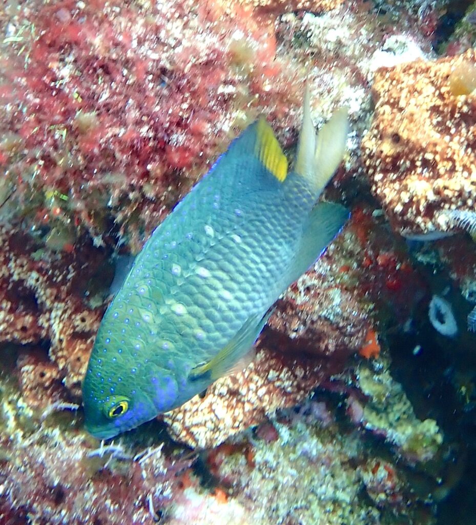 Een groenblauw juweeljuffertje vol felblauwe stipjes, met een gele staart, met de kop omlaag voor een rots vol rode algen