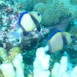Twee lichtgele dascyllussen met een zwarte band en blauwe vinnen voor een wit koraal en roze korstkoralen, in groen water