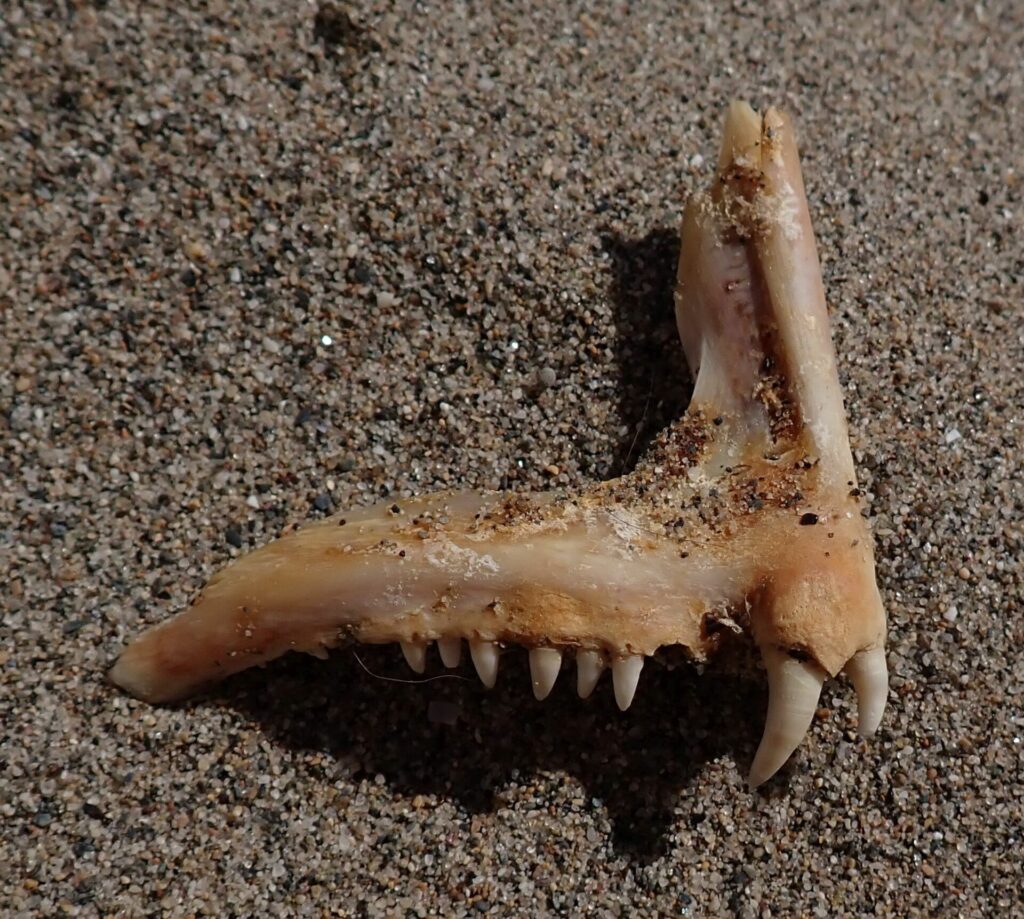 Een kaakbeen van een tandbrasem op het zand: een rij kleine kegelvormige tanden en vooraan twee grote, witte, gebogen hoektanden.