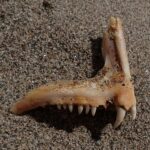 Een kaakbeen van een tandbrasem op het zand: een rij kleine kegelvormige tanden en vooraan twee grote, witte, gebogen hoektanden.