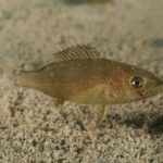 Een jonge tandbrasem vlak boven een zandbodem: langgerekt olijfbruin lijf vol piepkleine zwarte stippen, een paar blauwe stippen, groot goudkleurig oog, bijna recht kopprofiel en een opgezette stekelige rugvin.