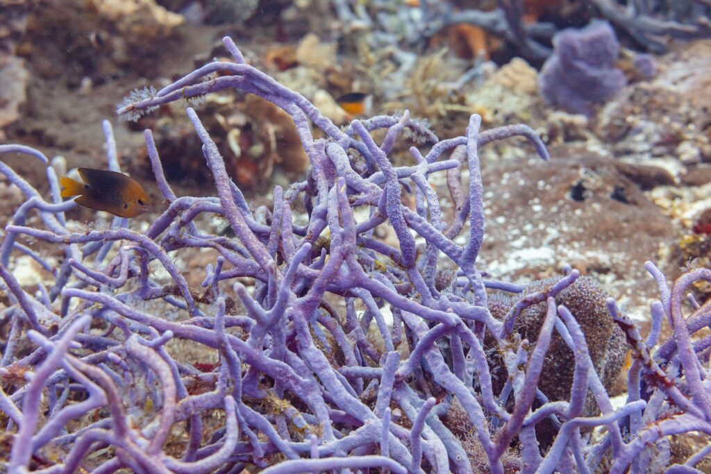 Een struik paarse touwsponzen op het rif van Cozumel, met een kleine bruine koraaljuffer met gele staart ervoor