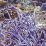 Een struik paarse touwsponzen op het rif van Cozumel, met een kleine bruine koraaljuffer met gele staart ervoor