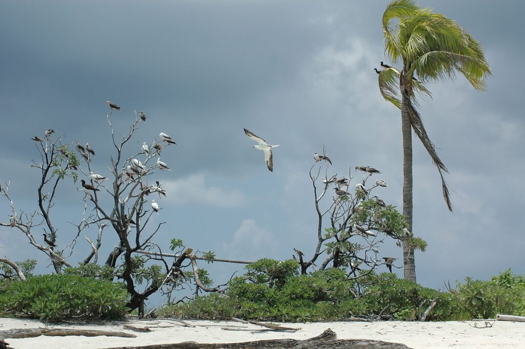 Tientallen genten, wit met rode poten of bruin met een witte buik, op de kale takken van struiken aan de rand van een wit zandstrand, een ervan in de lucht, onder een onweerslucht, met rechts een door de wind gebogen kokospalm.