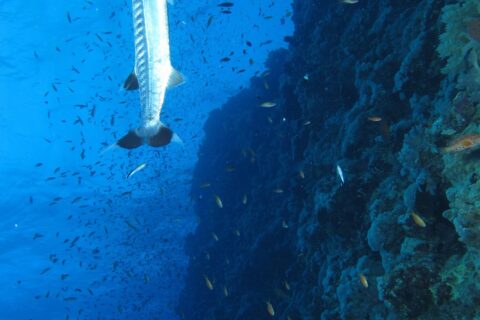 Een grote barracuda hangt verticaal langs de wand van Elphinstone, midden in een wolk kleine visjes