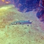 Een grote barracuda boven een zandbodem, de kop links, de bek half open: vooruitstekende onderkaak met lange, spitse tanden, groot oog, zilveren en langgerekt lijf; rechts rotsen vol sponzen.