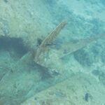 Een blad van de schroef van de Thistlegorm, bedekt met aangroei, op het zand naast de romp