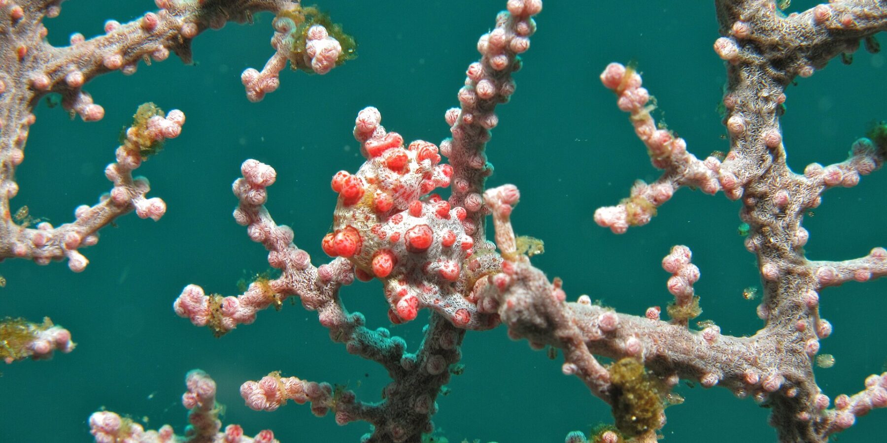Een dwergzeepaardje om een tak van een roze gorgoon gekruld, het witte lijf bedekt met felrode knobbels in de kleur van de poliepen, tegen smaragdgroen water.
