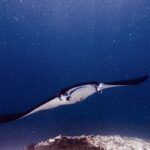 Een manta met uitgevouwen kopvinnen en open bek zwemt boven een rif op de lens af, in groen water vol plankton, bij Manta Point